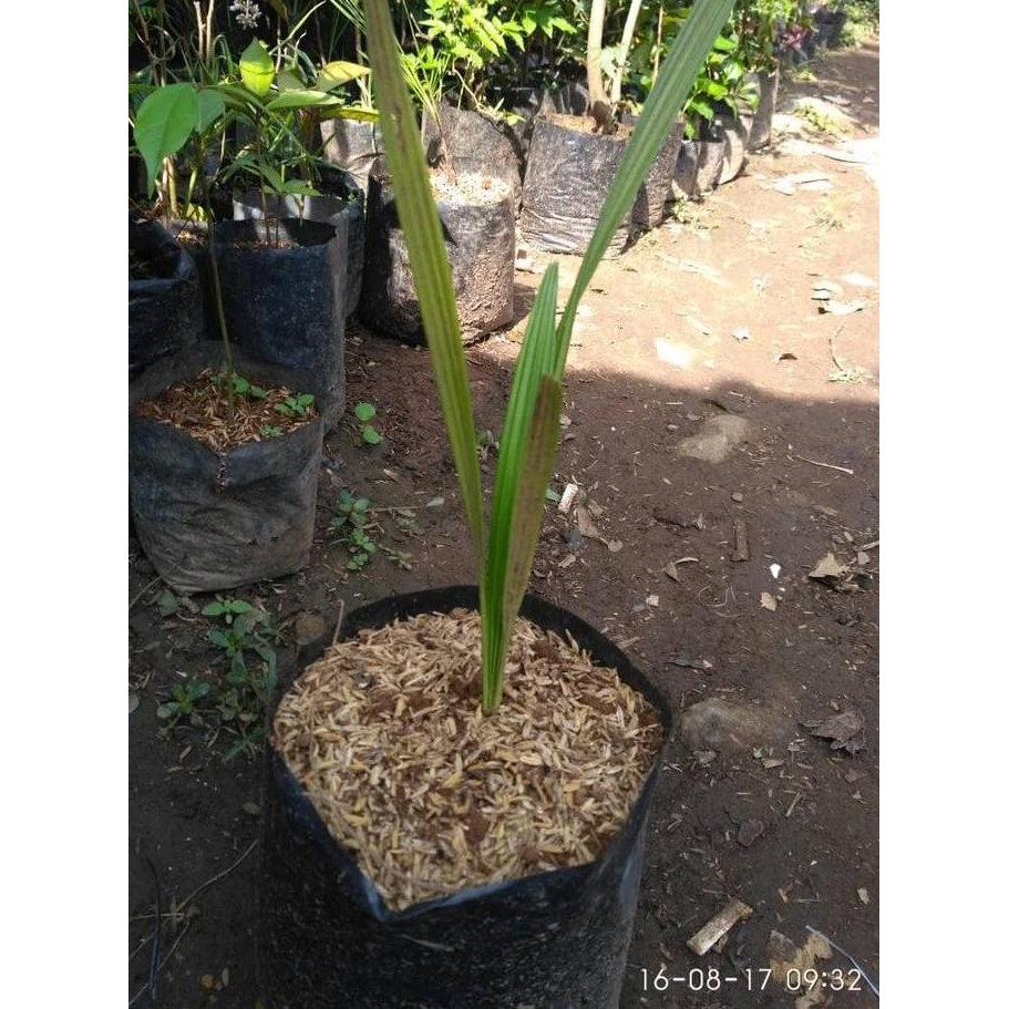

Bibit pohon kurma