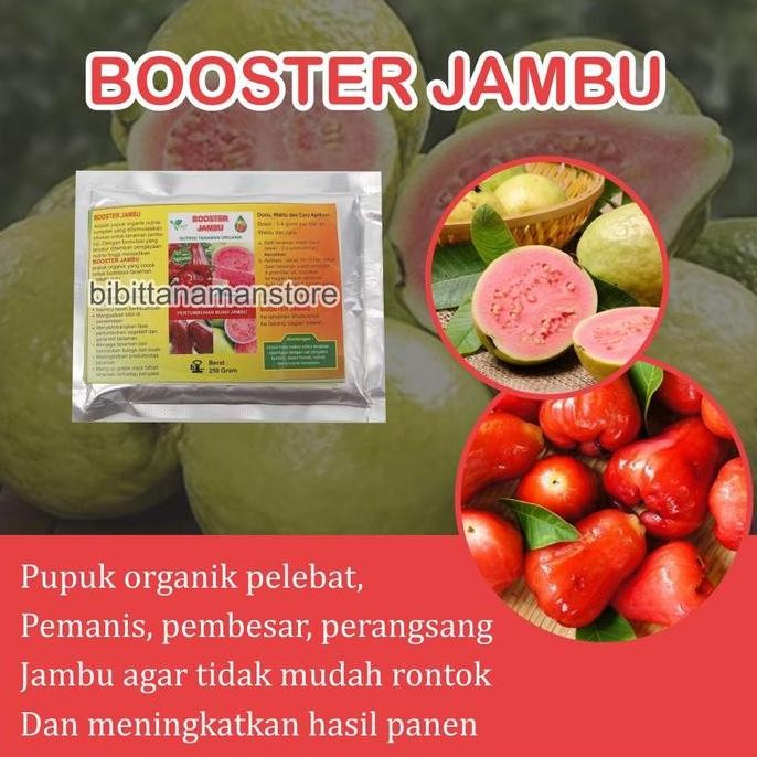 

Pupuk Organik Booster Jambu Air Pemicu Cepat Berbuah Besar dan Lebat