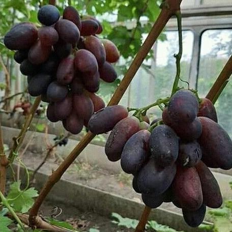 

Bibit Anggur Import Montidor Hasil Grafting