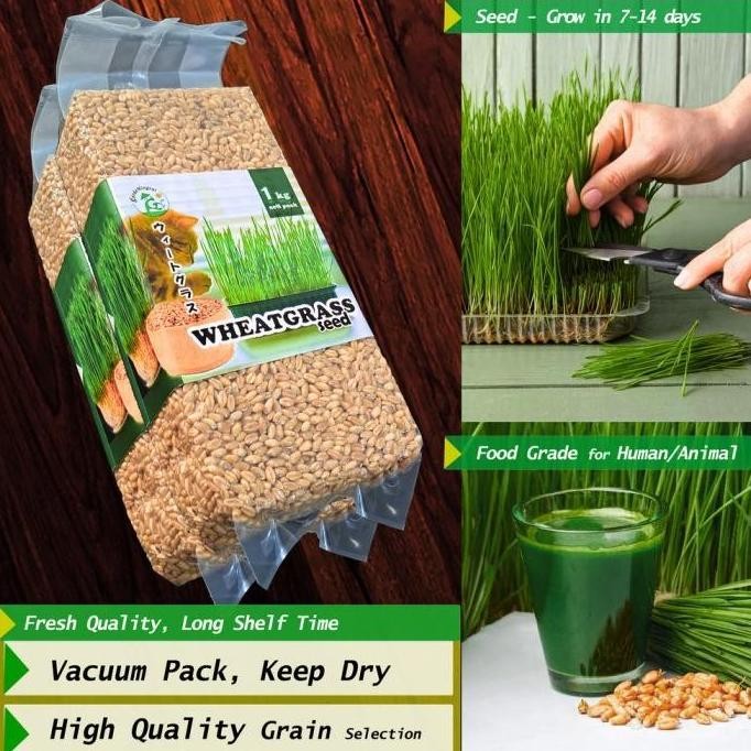 

Terlaris (Termurah) Benih Wheatgrass 1 Kg, Biji Rumput Gandum Kemasan Vakum Gardeningrat Bestseller