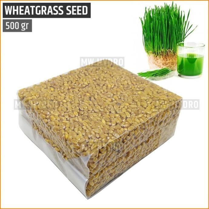 

Terlaris Terlaris Benih Wheat Grass / Wheatgrass Seed / Biji Rumput Gandum - 500 Gram