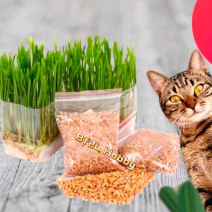 

Terlaris Bibit Benih Biji Gandum Untuk Kucing / Anjing