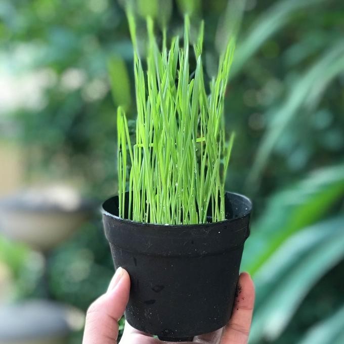 

Terlaris Terbaik Biji Gandum Cokelat Reguler Sachet Benih Rumput Kucing 100 Gr 25.25