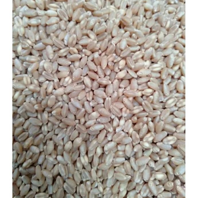 

Terlaris (Al)20 Kg Biji Gandum - Benih Wheat Grass - Benih Cat Grass