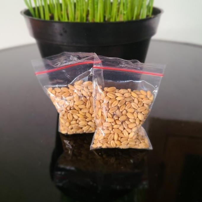 

Terlaris Benih Rumput Gandum/ Rumput Kucing