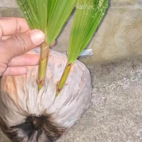 Bibit Kelapa kembar dua cabang dua bahan bai kelapa kembar tunas PREMIUM