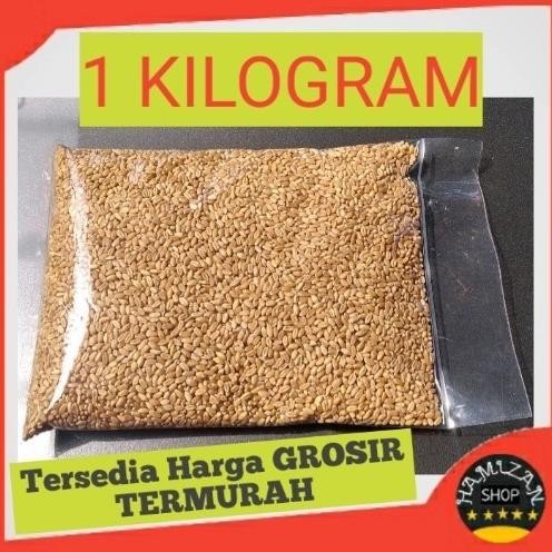 

Terlaris Catgrass Seed Import/Wheatgrass/Benih Rumput Gandum Isi 1 Kilogram