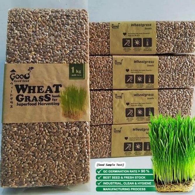 

Terlaris Ready Benih Wheatgrass 1 Kg, Biji Rumput Gandum Kemasan Vakum Gardeningrat