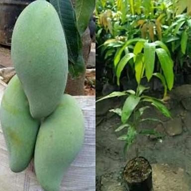 bibit tanaman buah mangga mahatir - pohon mangga mahatir PREMIUM