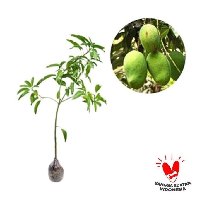 Kebun Bibit Mangga Aru Bibit Tanaman PREMIUM