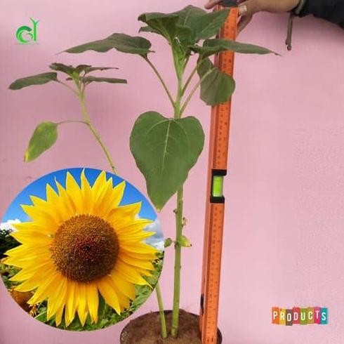 

TANAMAN HIAS BUNGA MATAHARI HELIANTHUS ANNUUS SIAP TANAM BUKAN BIJI TERMURAH