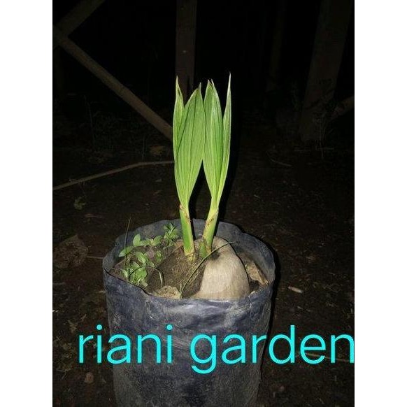 Bibit Kelapa 2 Tunas Unik Dan Antik PREMIUM