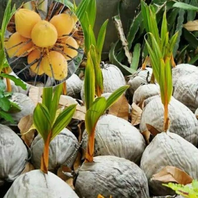 Bibit Kelapa gading kuning pendek berbuah PREMIUM