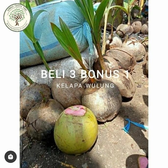 Bibit Tanaman Buah Kelapa Wulung-Bibit Pohon Kelapa Hij Wulung Super PREMIUM