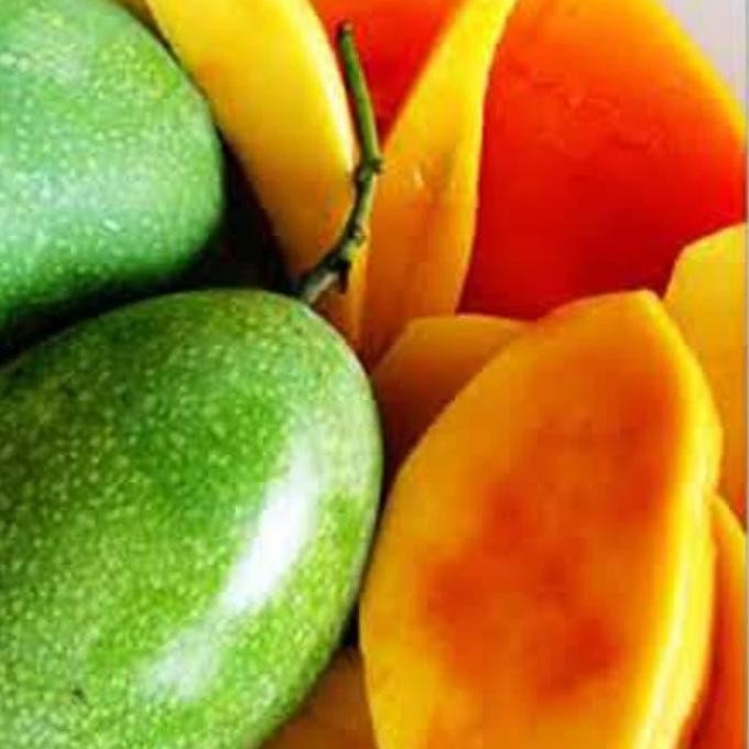 bibit tanaman buah mangga manalagi GENJAH