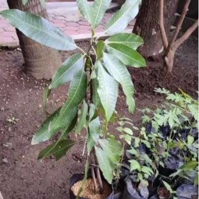 Dijual Bibit Tanaman Mangga Manalagi hasil Okulasi//cangkok ctz PREMIUM
