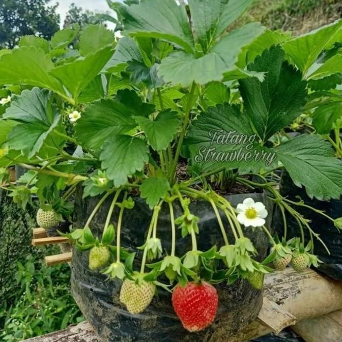 bibit tanaman buah strawberry jumbo bibit strawberry Giant jumbo GENJAH