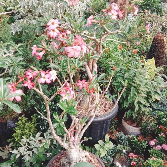 Tanaman Hias Bunga/Pohon Bonsai Kamboja Jepang Co