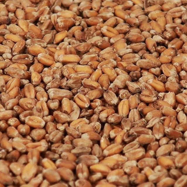 Ready stock] Malt Chteau Wheat Crystal 150 EBC