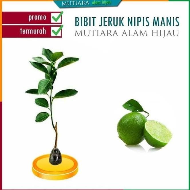 

Terlaris Terpercayaa Bibit Tanaman Buah Jeruk Nipis Manis Nimas Bibit Unggul A