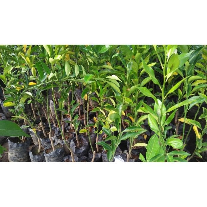 

Terlaris New Bibit Jeruk Nipis