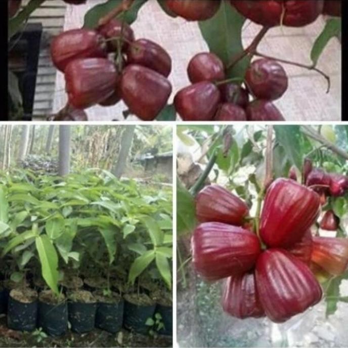 

Terlaris Bibit Tanaman Jambu Air Dalhari Super Okulasi