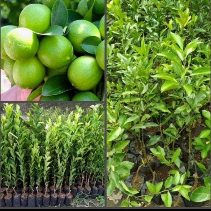 

Terlaris Bibit Pohon Buah Jeruk Nipis - Tinggi 70Cm/Ts