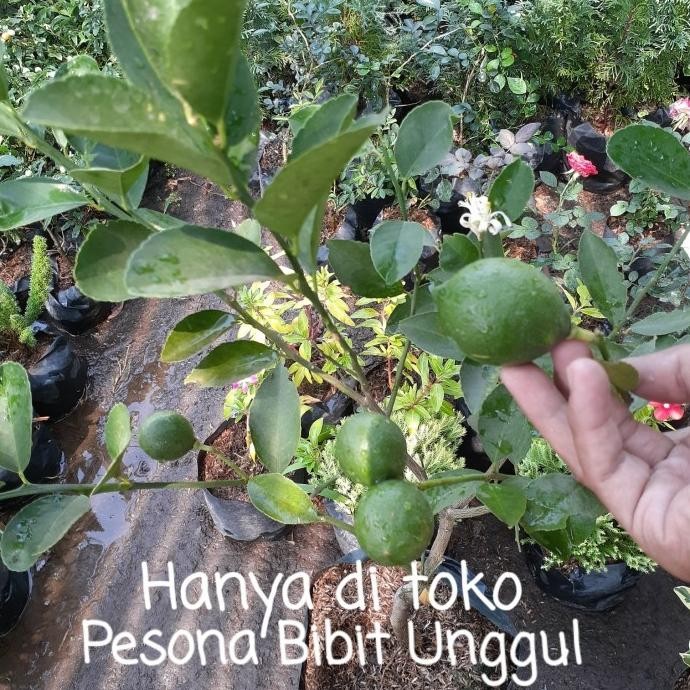 

Terlaris Promo 2 Bibit Jeruk Nipis Sudah Berbuah Rimbun