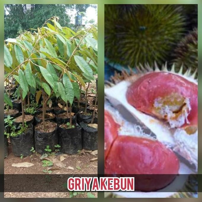 

Terlaris Bibit Buah Durian Merah Kaki Tunggal