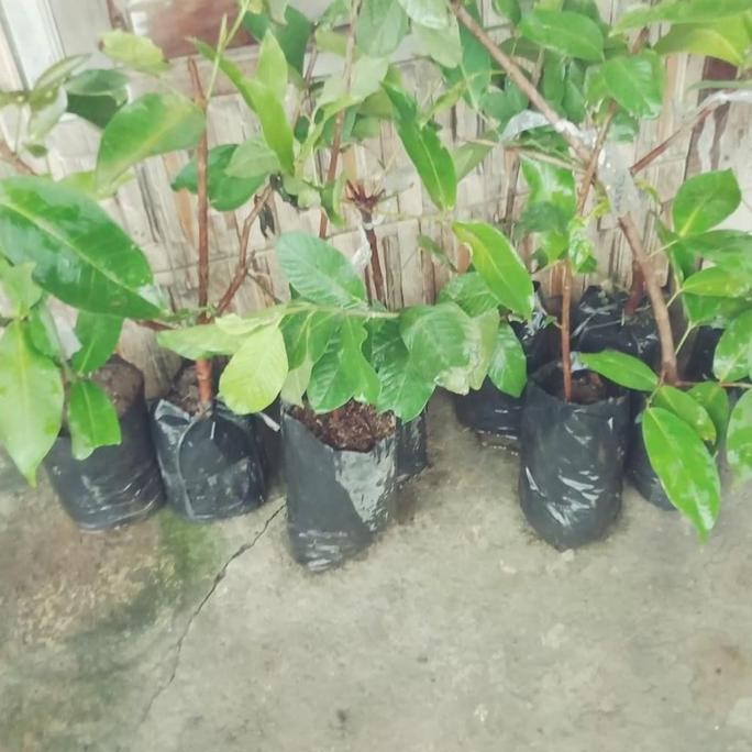 

Terlaris Bibit Cangkok Jambu Air Kingrose Cepat Berbuah