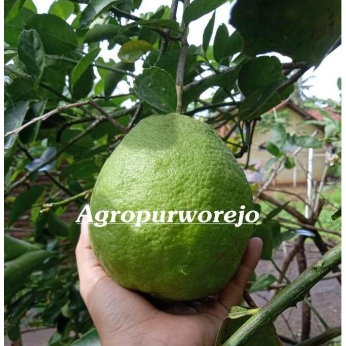 

Terlaris Murah Bibit Tanaman Jeruk Nipis Jumbo Tanpa Biji - Okulasi - Harga Murah