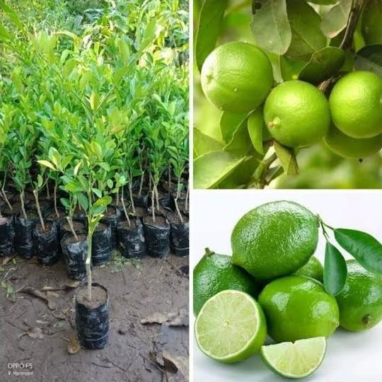 

Terlaris Bibit Tanaman Buah Jeruk Nipis Asli, Pohon Jeruk Nipis Unggul