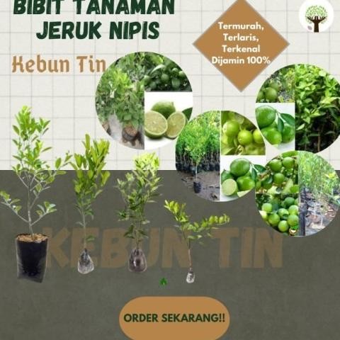 

Terlaris New Bibit Tanaman Pohon Jeruk Nipis Hasil Okulasi Jaminan Asli