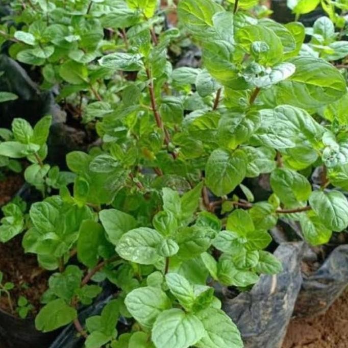 

Terlaris Bibit Tanaman Coklat Mint/Chocolate Mint-Daun Mint/Murah