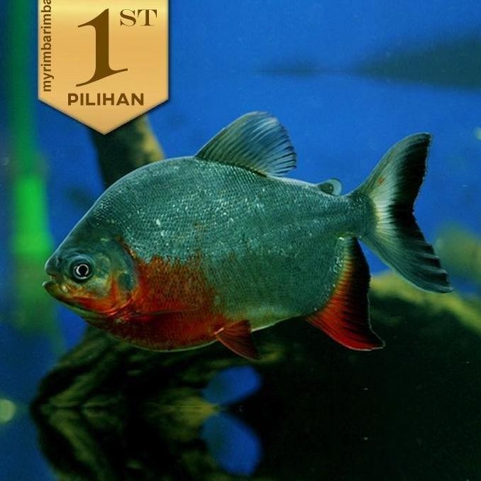 Terlaris Paket Koloni (Isi 10) Red Belly Pacu Ikan Hias Predator Hiasan Aquarium Aquascape Air Tawar