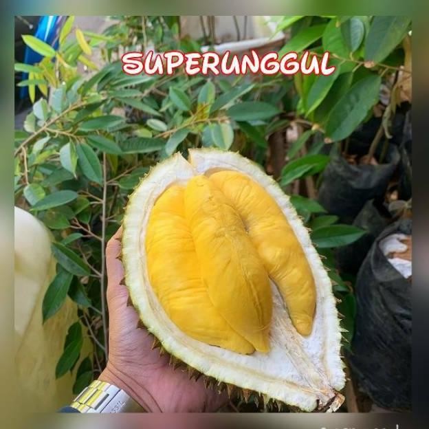 

Terlaris Bibit Buah Durian Montong Super Agronesia