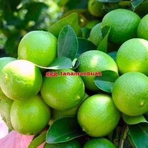 

Terlaris Bibit Jeruk Nipis Sudah Berbuah Super Cangkok