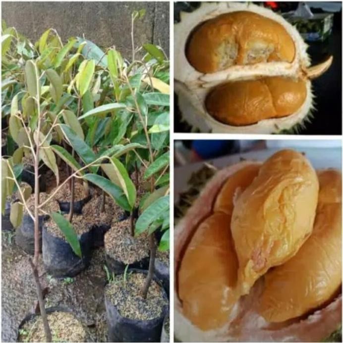

Terlaris Bibit Durian Duri Hitan/Oche