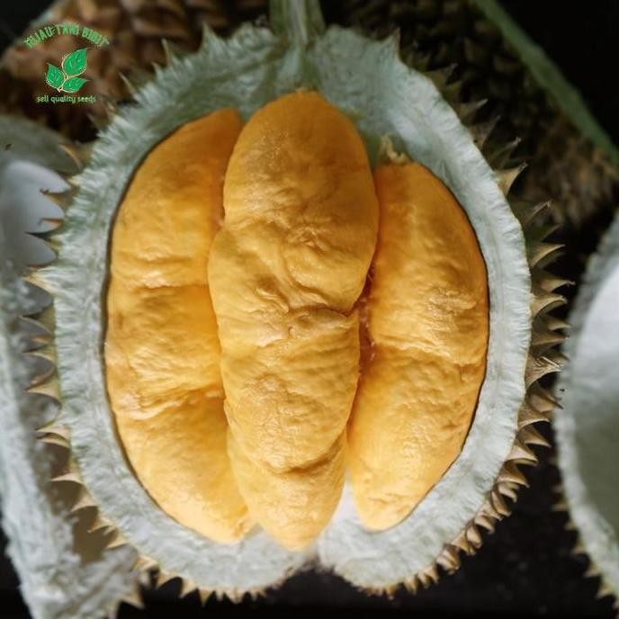 

Terlaris Bibit Durian Bawor / Kromo Banyumas Asli Produk Sendiri