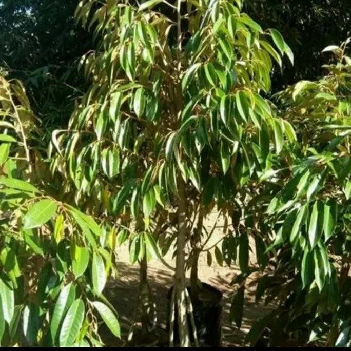 

Terlaris Bibit Durian Kaki 3 Tinggi 2 Meter Cepat Berbuah, Ready Semua Jenis