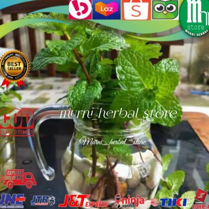 

Terlaris Bibit Herbal Daun Mint / Jinten.