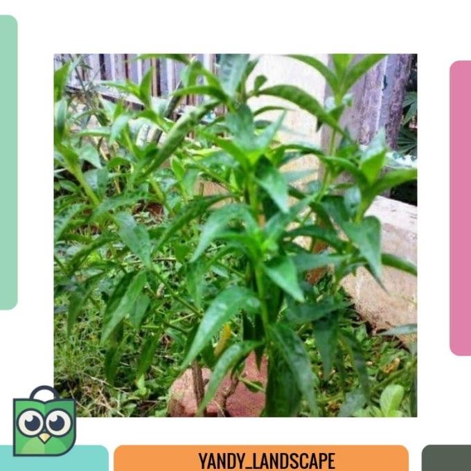 

Terlaris (50Gram) Bibit Tanaman Herbal Sambiloto Sambiroto Hidup