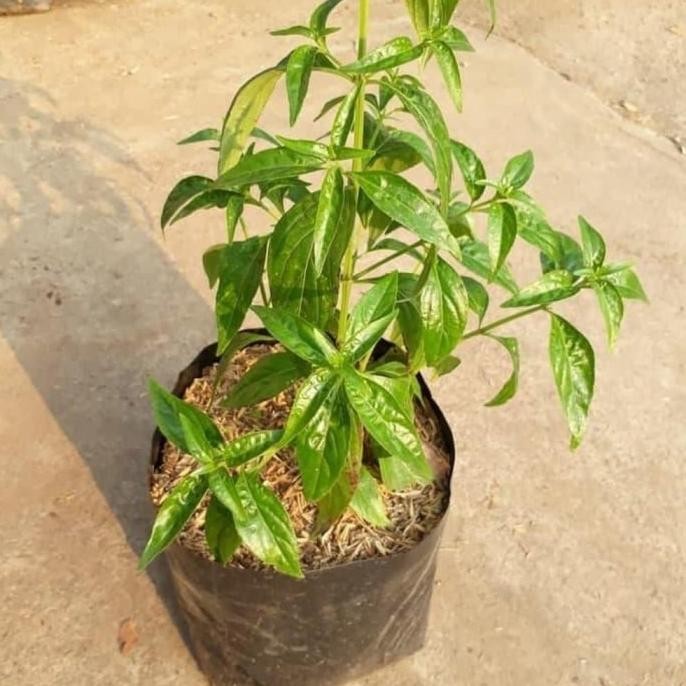 Terlaris Bibit Sambiloto ( Tanaman Herbal ) Eeee
