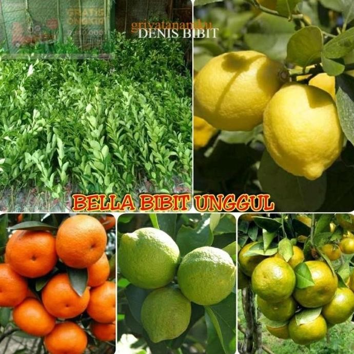 

Terlaris Paket 4 Bibit Buah Jeruk Lemon Amerika -Santang Madu -Keprok Nipis