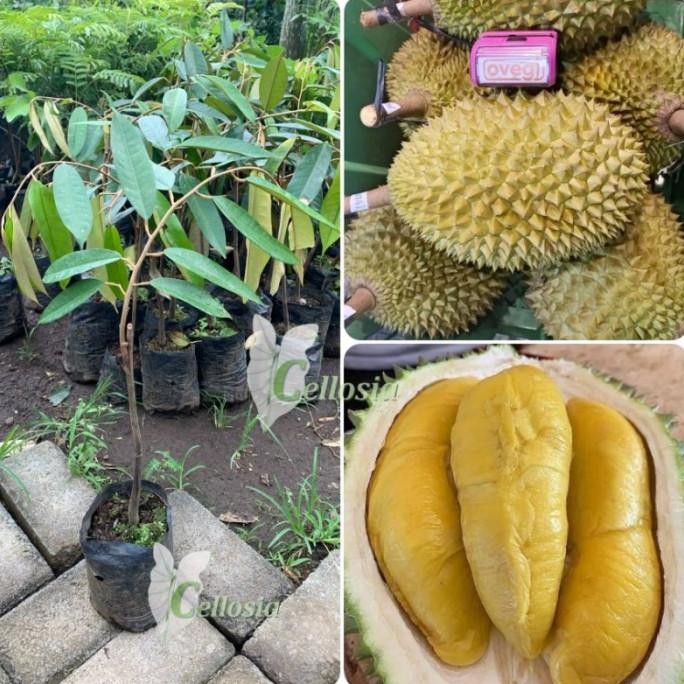 

Terlaris Bibit Tanaman Buah Durian Bawor (Hasil Okulasi)
