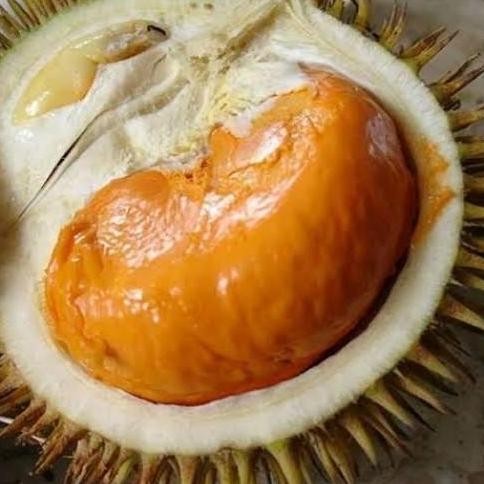 

Terlaris Bibit Durian Super Tembaga