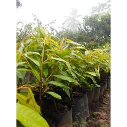 

Terlaris Bibit Durian Duri Hitam Unggul Dan Super Rasanya