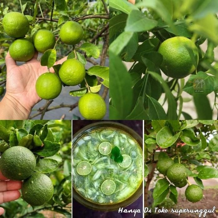 

Terlaris Bibit Jeruk Nipis Jumbo Buah Besar Premium