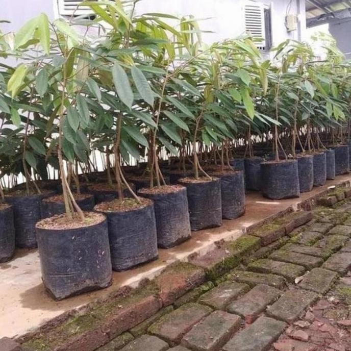 

Terlaris Bibit Tanaman Buah Durian Musangking Kaki 3 Tinggi 1M-Up