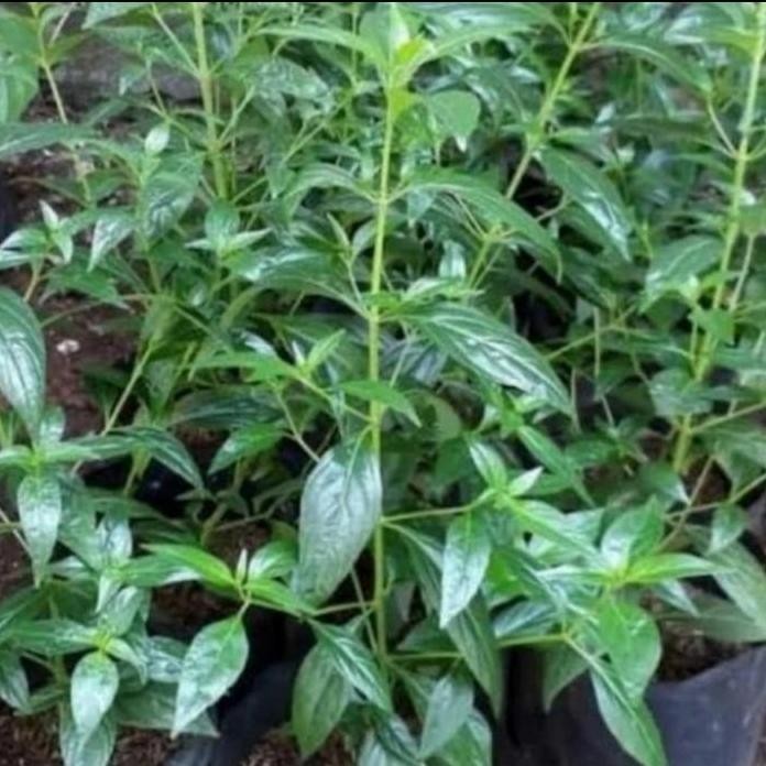 

Terlaris Tanaman Herbal / Pohon Herbal Sambiloto, Bibit